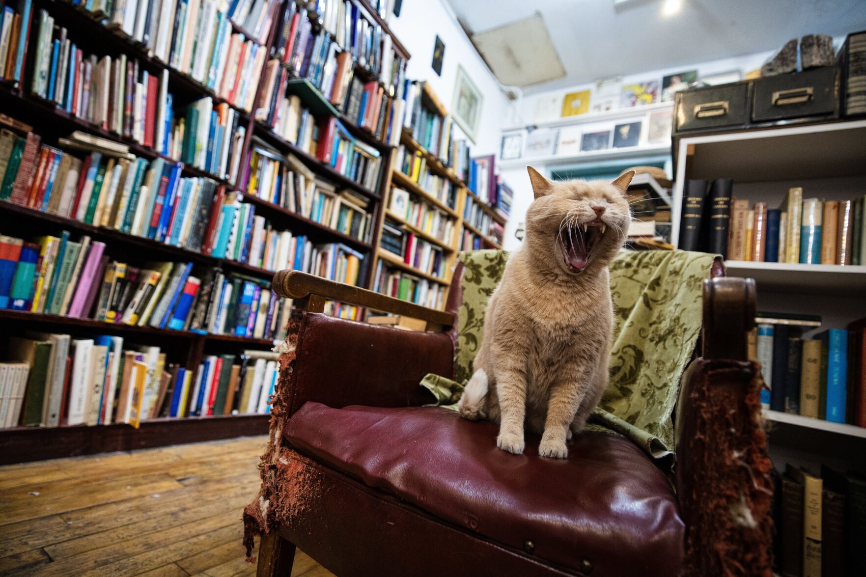 CAT-ACADIA-WALKING-TORONTO.JPG